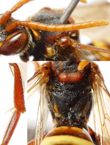 Nomada flava